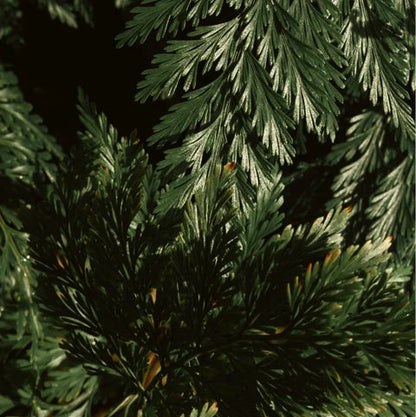 Gloss Shampoo, Smoky Green Vetiver